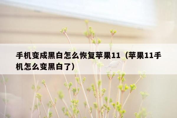 手机变成黑白怎么恢复苹果11（苹果11手机怎么变黑白了）